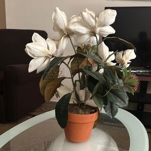 Elegant White Floral Arrangement in Terracotta Pot